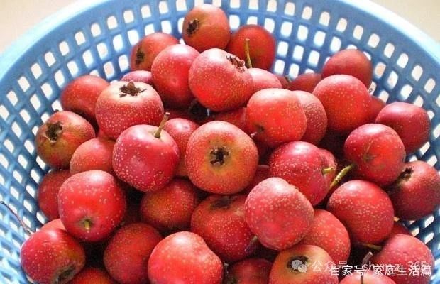 山楂保存不当易烂，教你7大方法 不影响口感