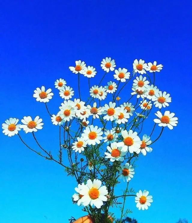 努力上进正能量句子，精辟励志，百读不厌！