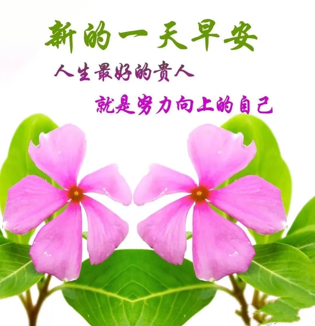 早上好，微信全新的早安心灵鸡汤句子，最新早上好心灵鸡汤问候动态图片表情！