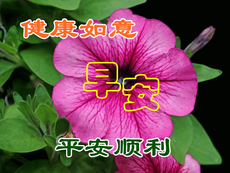 早上好，适合发朋友圈的早安心语正能量语录，早晨正能量心灵鸡汤语录好句子~