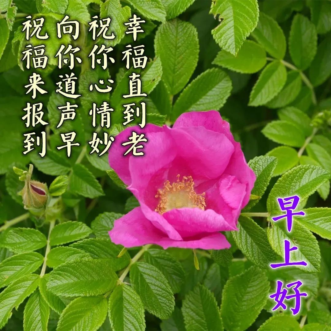 微信早晨励志早安心灵鸡汤语录句子，正能量早上好心灵鸡汤签名句子~