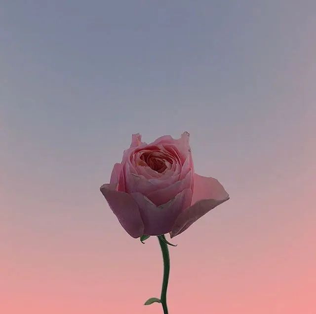 最暖心走心的早安心语，简单干净，人人点赞！